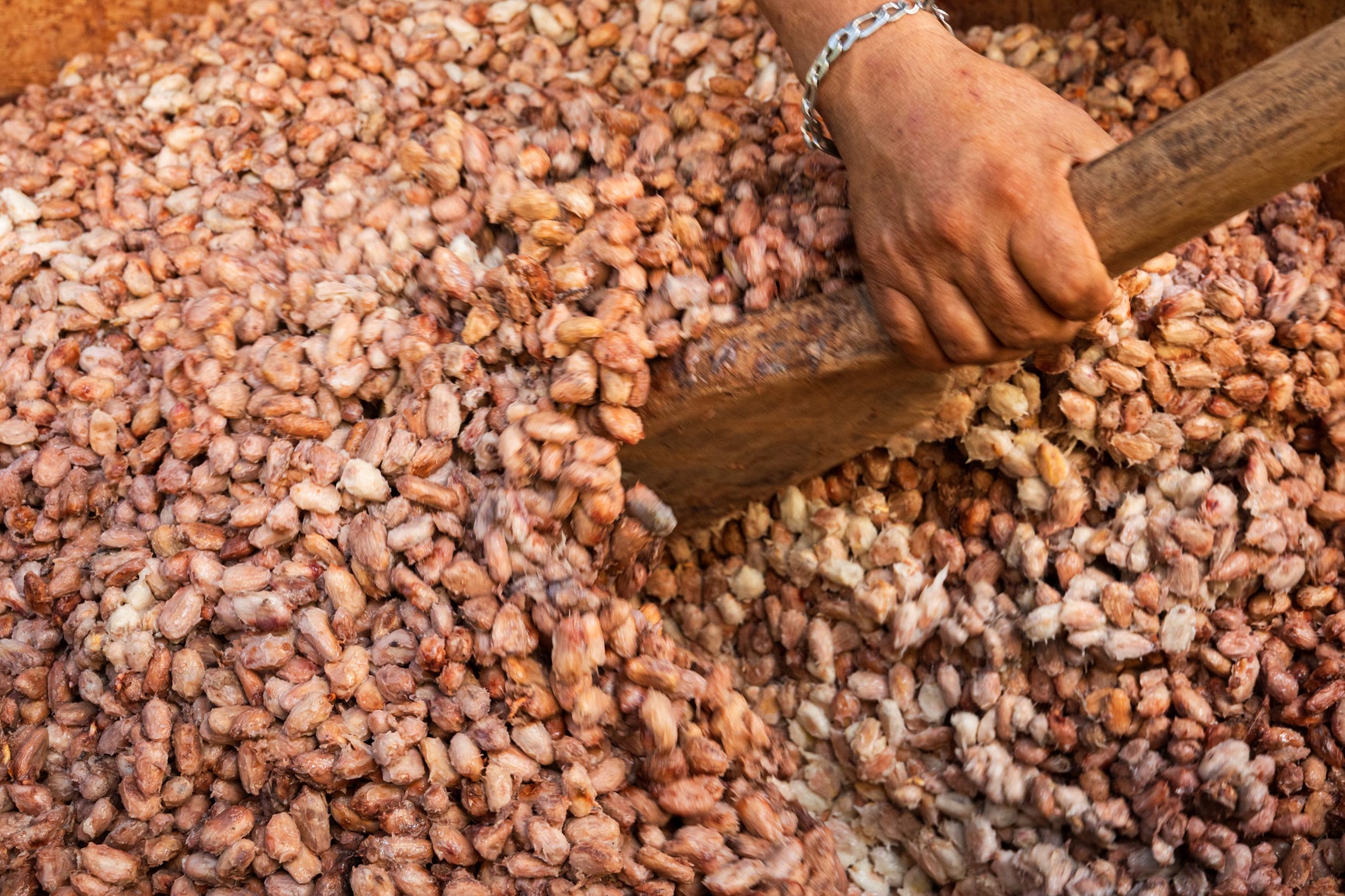 Hand sorting through a pile of cacao beans with a wooden tool.