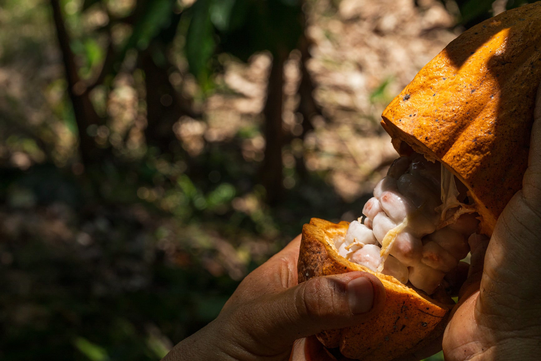 Cacao pod being held open to reveal white beans inside, with a natural background.
