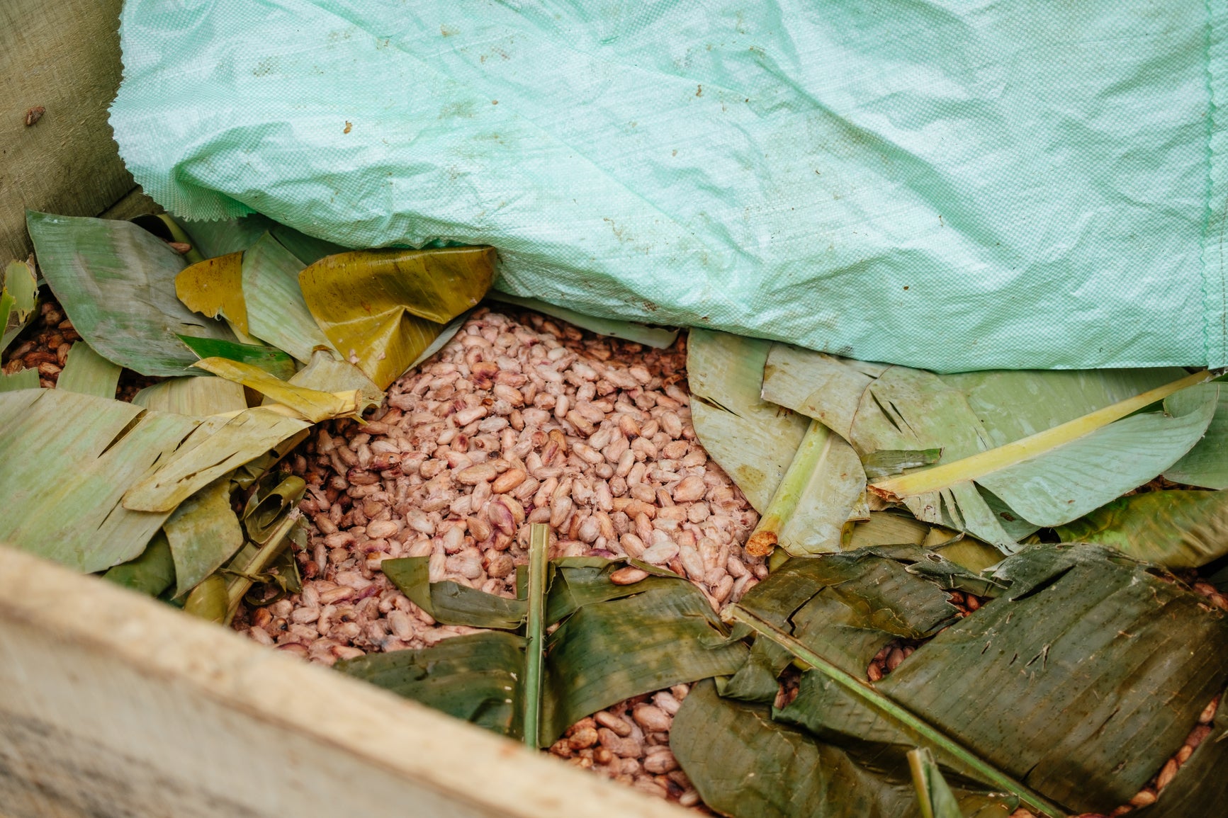 Pink cacao pellets inside a green plastic bag with leaves on top